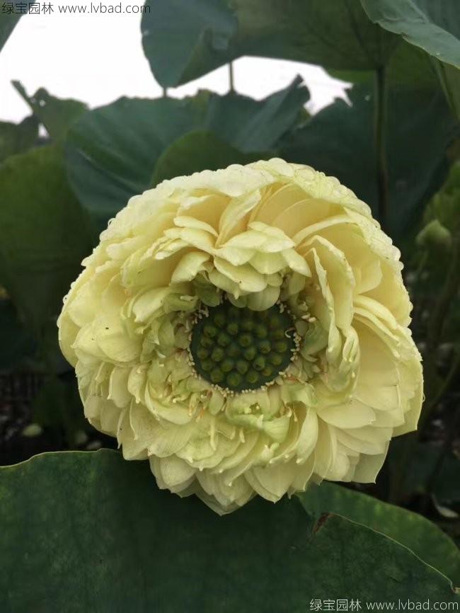 黃色荷花種苗 黃色荷花種苗