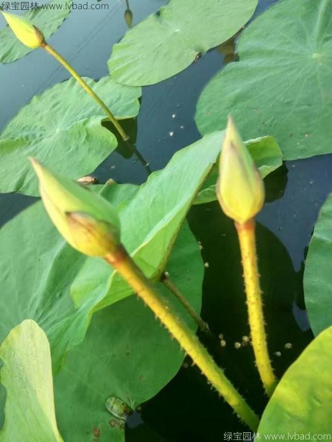 白色荷花種苗 白色荷花種苗