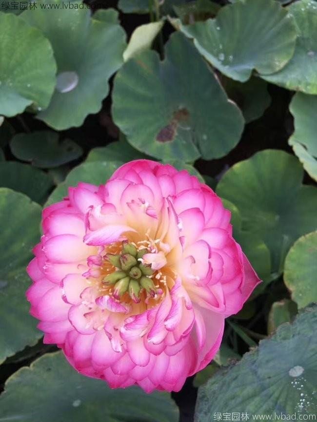 蓮花荷花種苗 蓮花荷花種苗