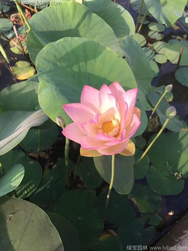 蓮花荷花種苗 蓮花荷花種苗