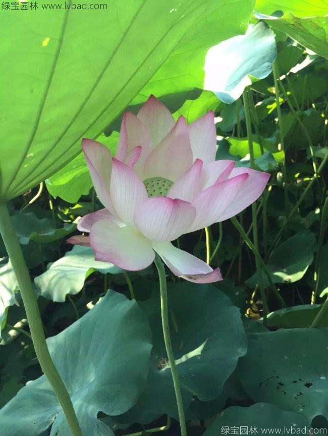 蓮花荷花種苗 蓮花荷花種苗