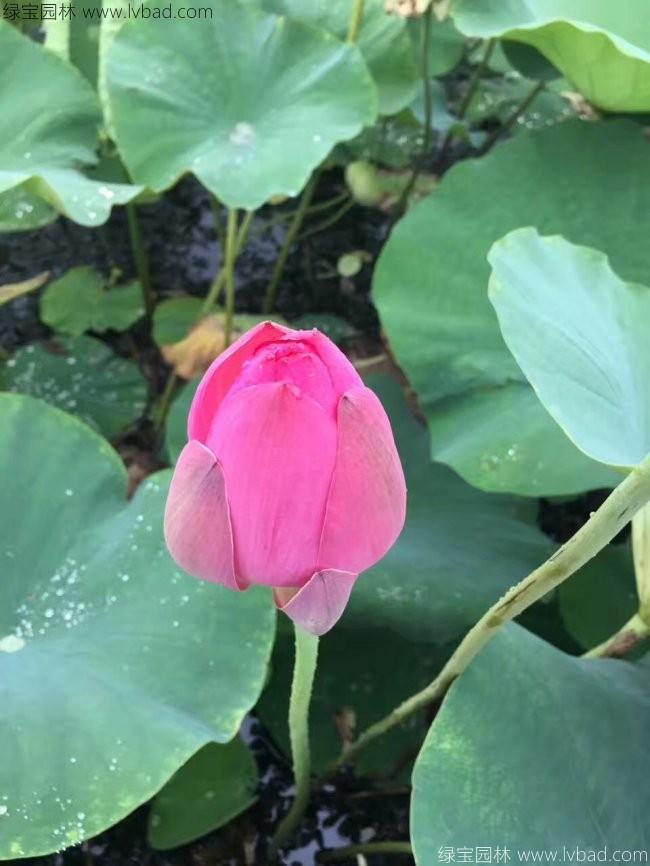 蓮花荷花種苗 蓮花荷花種苗