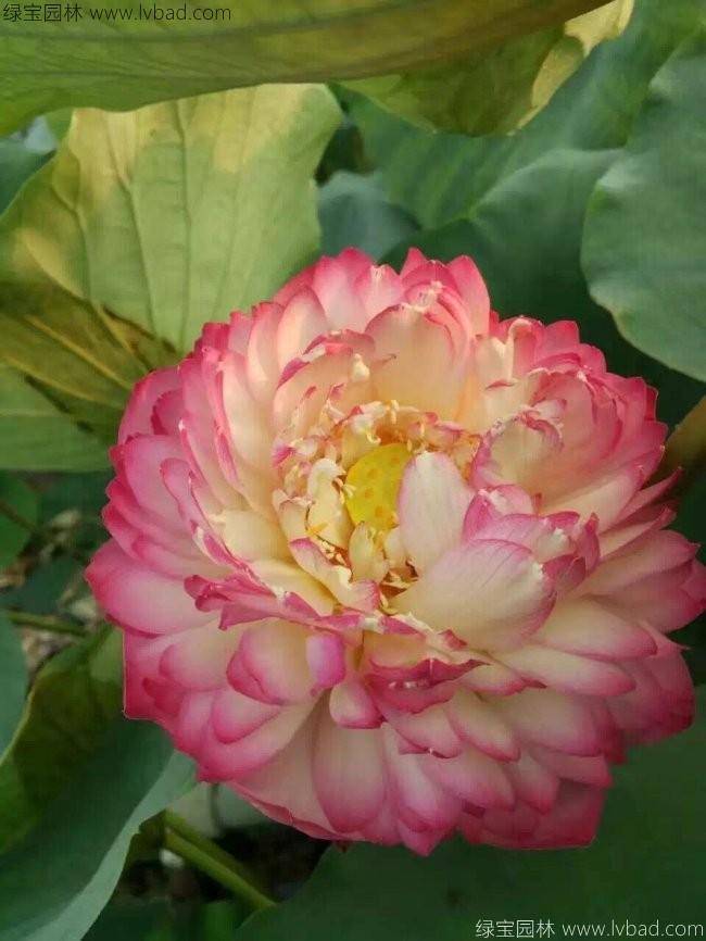 蓮花荷花種苗 蓮花荷花種苗