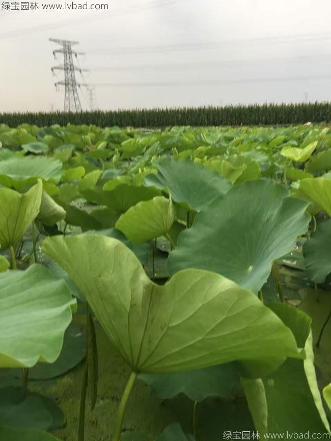 蓮花荷花種苗 蓮花荷花種苗