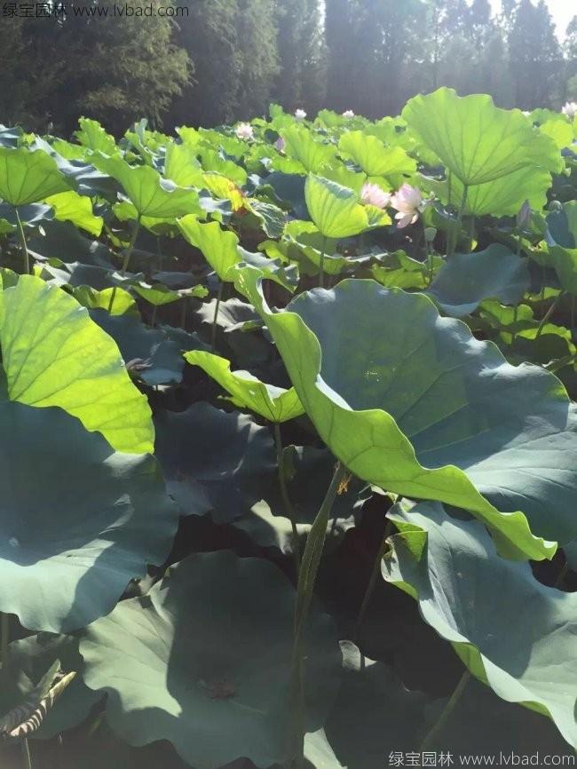 蓮花荷花種苗 蓮花荷花種苗