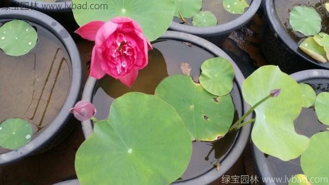 蓮花荷花種苗盆栽苗 蓮花荷花種苗盆栽苗