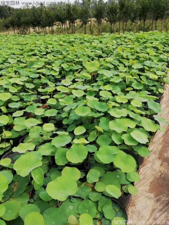 蓮花荷花種苗盆栽苗 蓮花荷花種苗盆栽苗