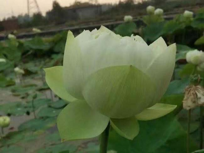 <a href='http://www.fscangbo.com/shuishengshuicao/5941.html' target='_blank'>蓮藕苗</a> <a href='http://www.fscangbo.com/shuishengshuicao/5941.html' target='_blank'>蓮藕苗</a>