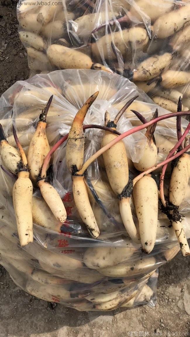 <a href='http://www.fscangbo.com/shuishengshuicao/5941.html' target='_blank'>蓮藕苗</a> <a href='http://www.fscangbo.com/shuishengshuicao/5941.html' target='_blank'>蓮藕苗</a>