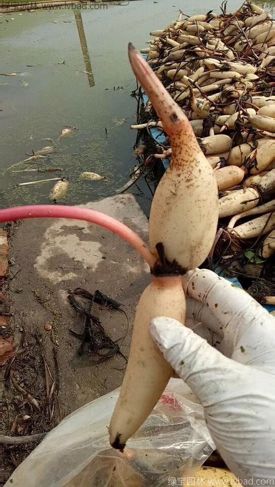 <a href='http://www.fscangbo.com/shuishengshuicao/5941.html' target='_blank'>蓮藕苗</a> <a href='http://www.fscangbo.com/shuishengshuicao/5941.html' target='_blank'>蓮藕苗</a>