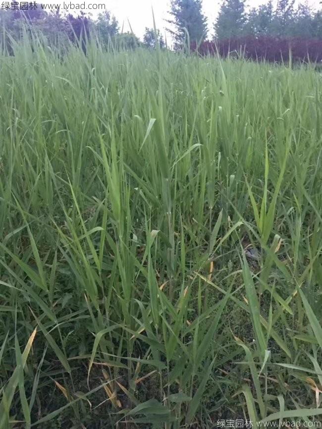 <a href='http://www.fscangbo.com/shuicaozhongzi/1587.html' target='_blank'>蘆葦</a> 蘆葦