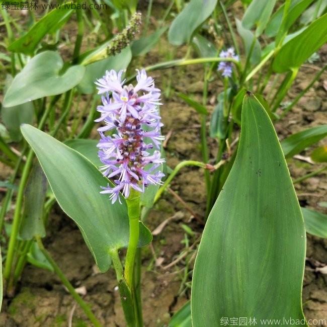 梭魚(yú)草 梭魚(yú)草