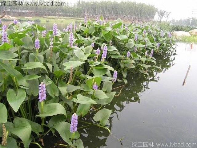 梭魚(yú)草 梭魚(yú)草