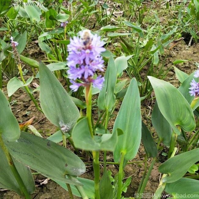 梭魚(yú)草 梭魚(yú)草