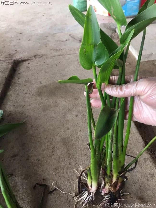 梭魚(yú)草 梭魚(yú)草