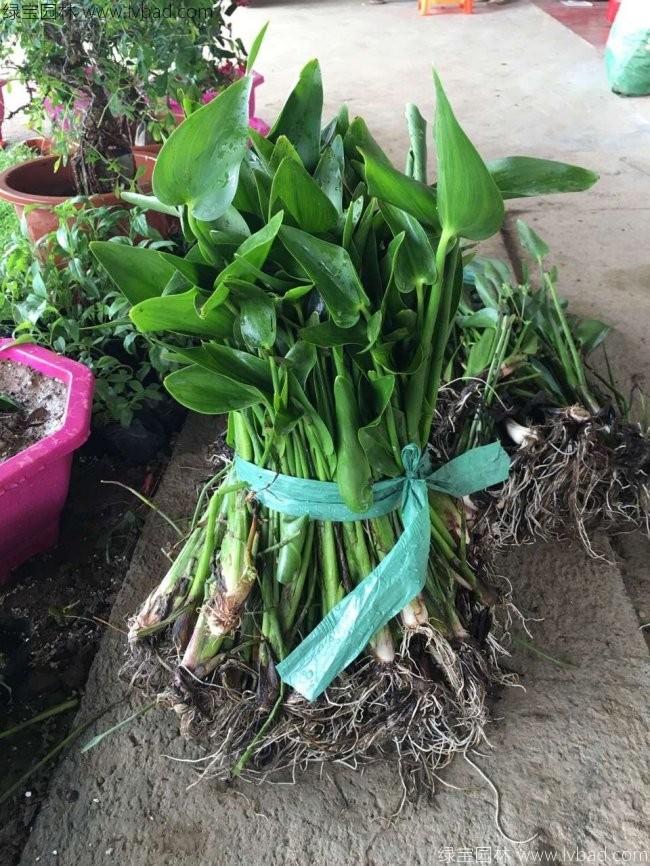 梭魚(yú)草 梭魚(yú)草