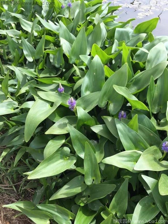 梭魚(yú)草 梭魚(yú)草