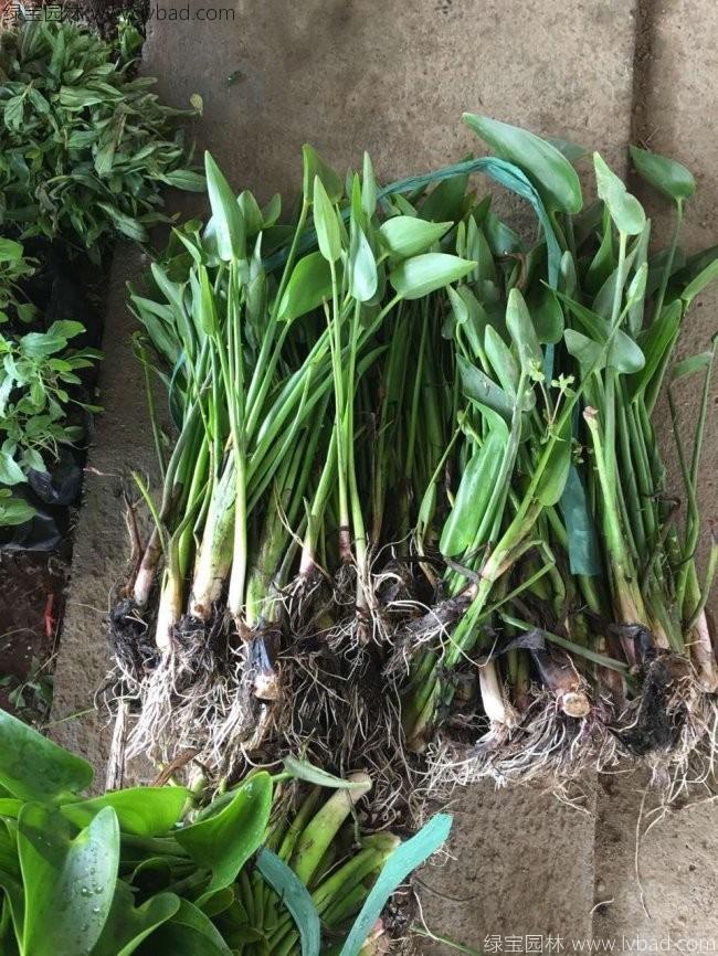 梭魚(yú)草 梭魚(yú)草