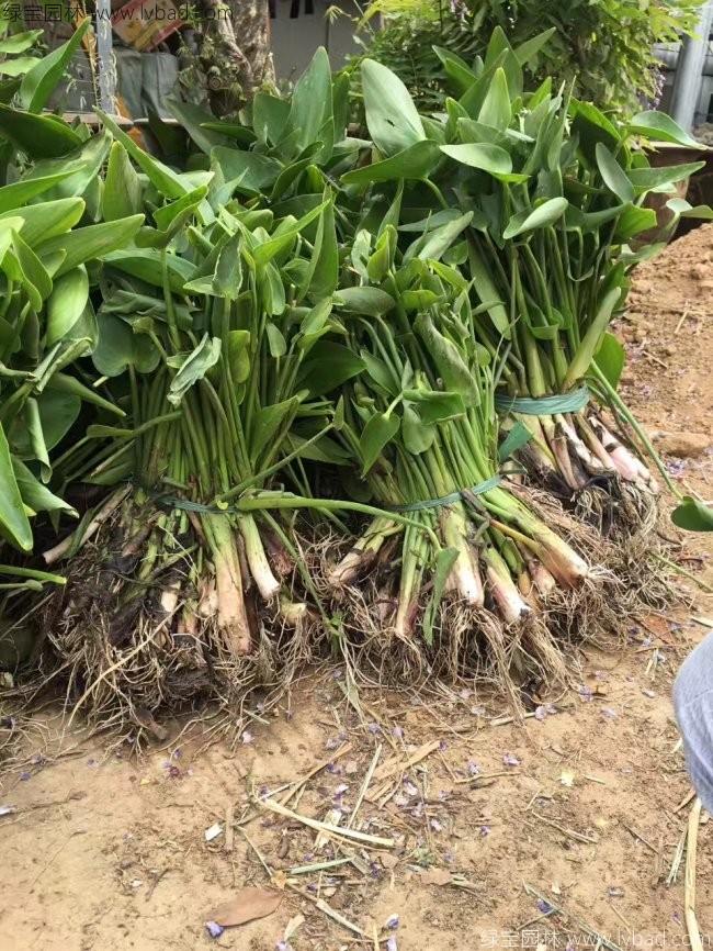 梭魚(yú)草 梭魚(yú)草