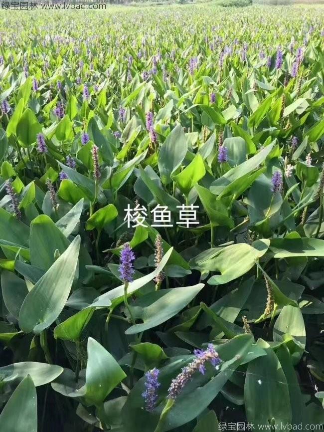 梭魚(yú)草 梭魚(yú)草