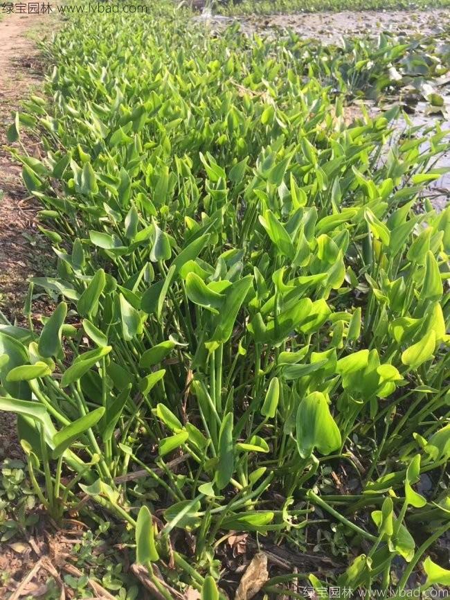 梭魚(yú)草 梭魚(yú)草