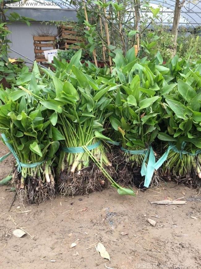 梭魚(yú)草 梭魚(yú)草