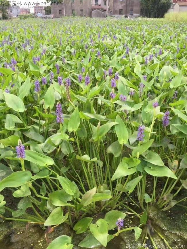 梭魚(yú)草 梭魚(yú)草