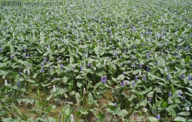 梭魚(yú)草 梭魚(yú)草