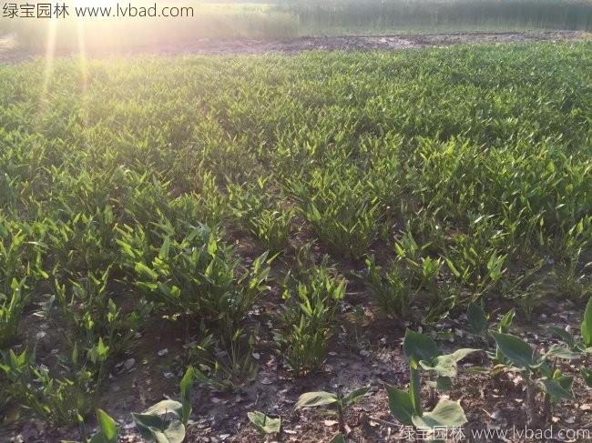 梭魚(yú)草 梭魚(yú)草