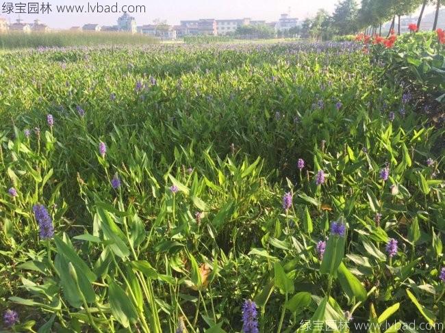 梭魚(yú)草 梭魚(yú)草