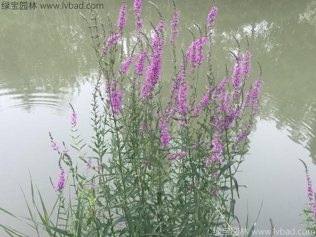 <a href='http://www.fscangbo.com/caohuazhongzi/1610.html' target='_blank'>千屈菜</a> 千屈菜