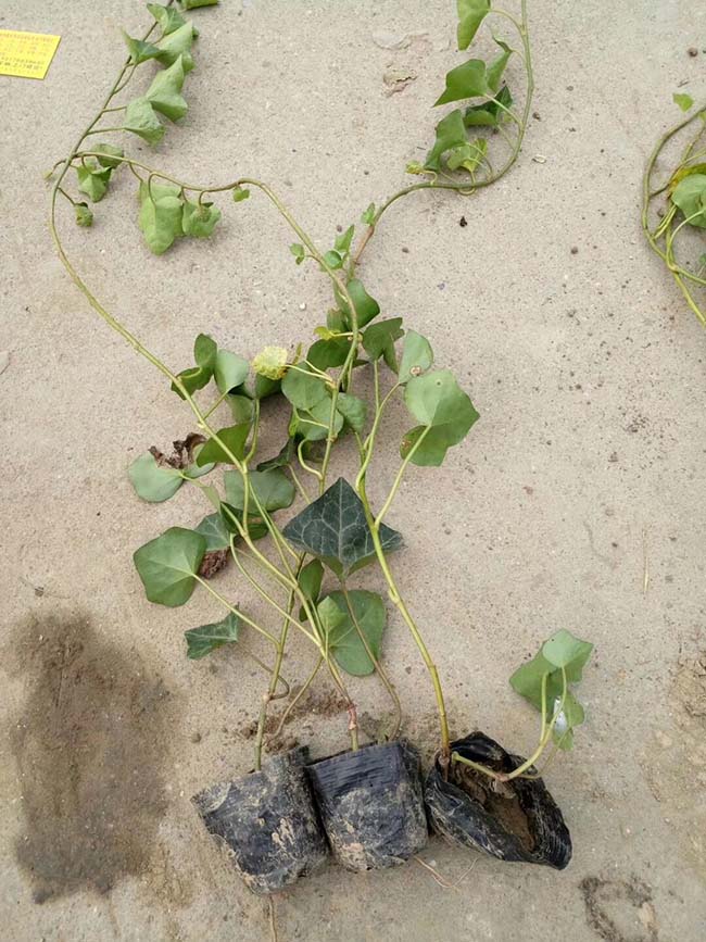 常春藤常青藤苗木藤本植物 常春藤常青藤苗木藤本植物