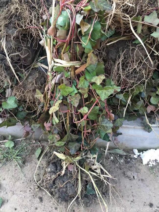 常春藤常青藤苗木藤本植物 常春藤常青藤苗木藤本植物