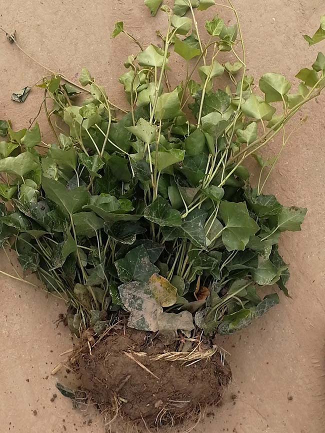 常春藤常青藤苗木藤本植物 常春藤常青藤苗木藤本植物