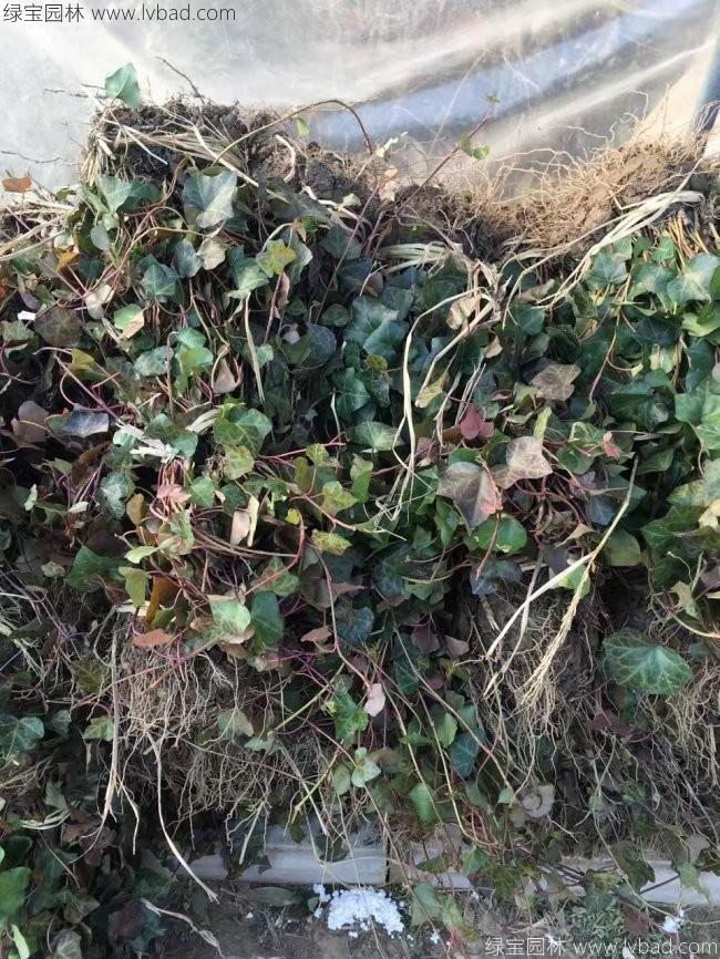 常春藤常青藤苗木藤本植物 常春藤常青藤苗木藤本植物