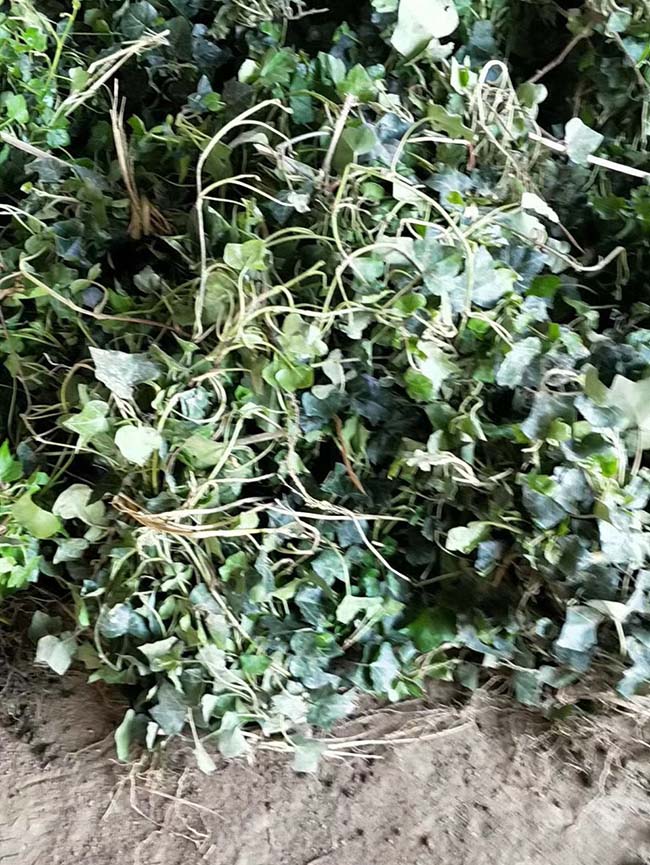 常春藤常青藤苗木藤本植物 常春藤常青藤苗木藤本植物