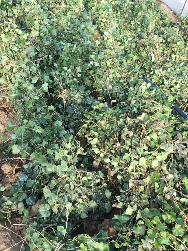 常春藤常青藤苗木藤本植物 常春藤常青藤苗木藤本植物