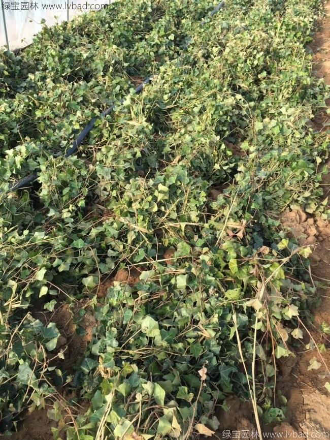 常春藤常青藤苗木藤本植物 常春藤常青藤苗木藤本植物