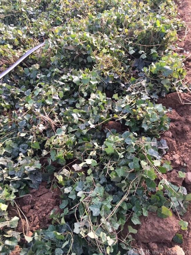 常春藤常青藤苗木藤本植物 常春藤常青藤苗木藤本植物