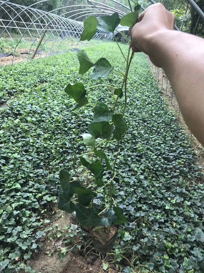 常春藤常青藤苗木藤本植物 常春藤常青藤苗木藤本植物