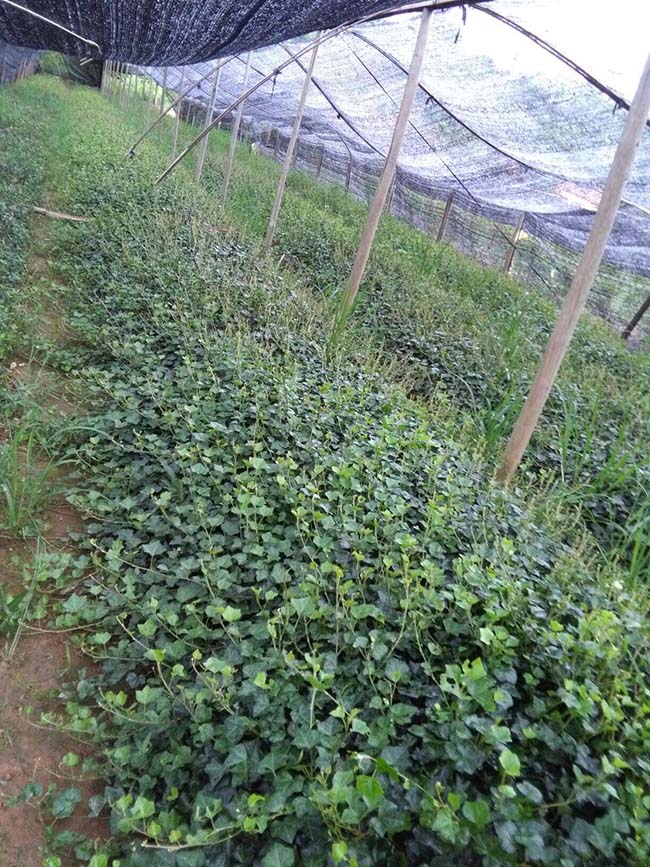 常春藤常青藤苗木藤本植物 常春藤常青藤苗木藤本植物