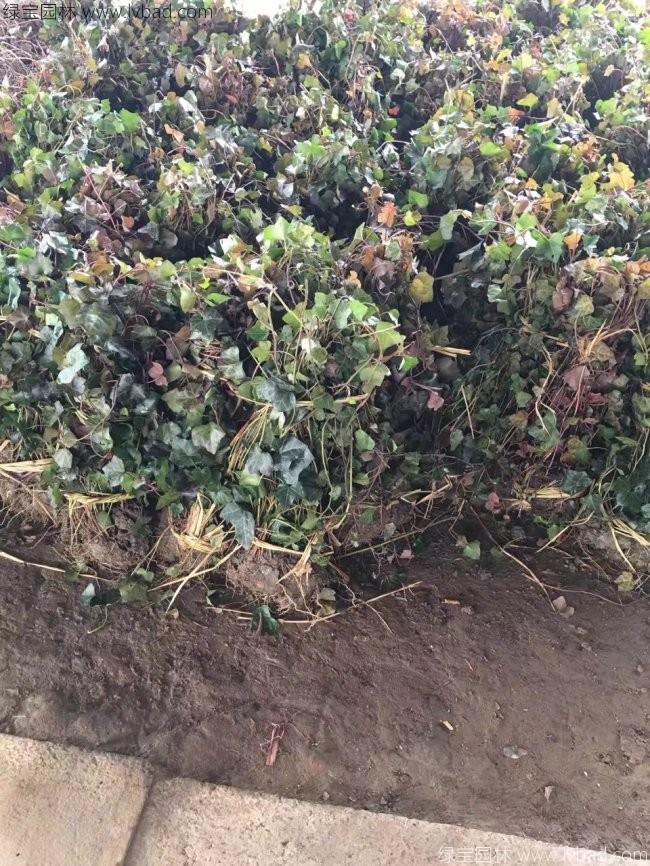 常春藤常青藤苗木藤本植物 常春藤常青藤苗木藤本植物