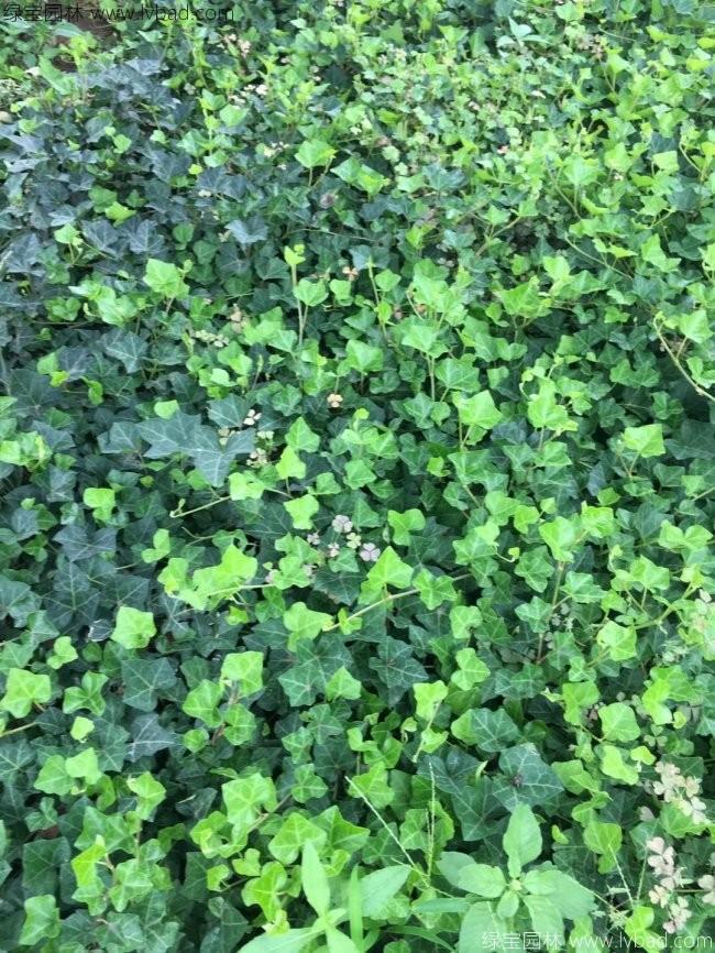 常春藤常青藤苗木藤本植物 常春藤常青藤苗木藤本植物