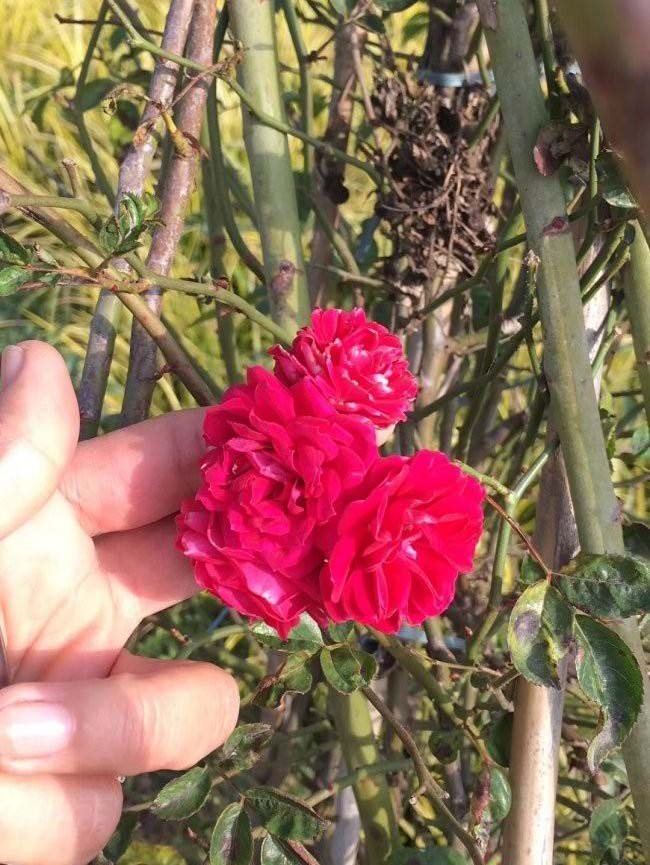 <a href='http://www.fscangbo.com/linmuzhongzi/1702.html' target='_blank'>薔薇</a>花 <a href='http://www.fscangbo.com/linmuzhongzi/1702.html' target='_blank'>薔薇</a>花