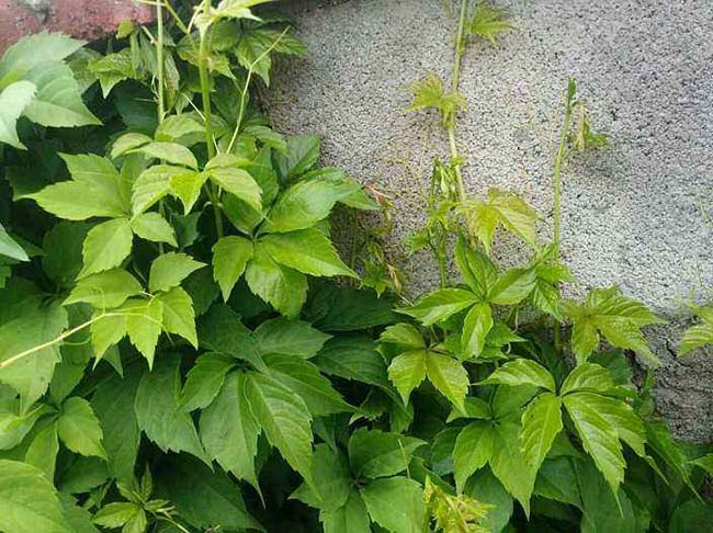 五葉地錦 五葉地錦