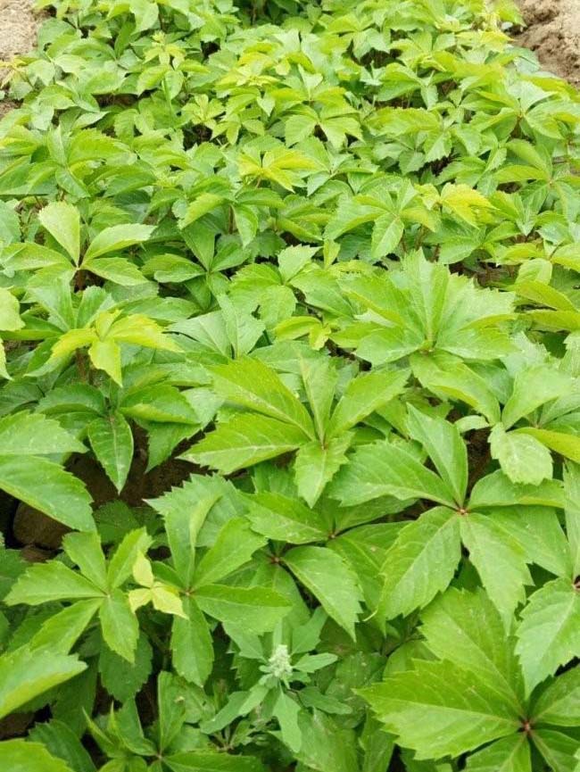 五葉地錦 五葉地錦