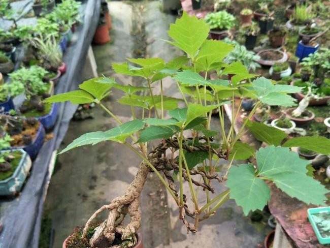 五葉地錦 五葉地錦