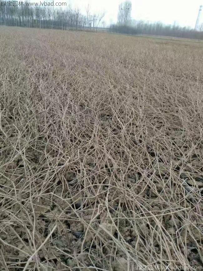 五葉地錦 五葉地錦