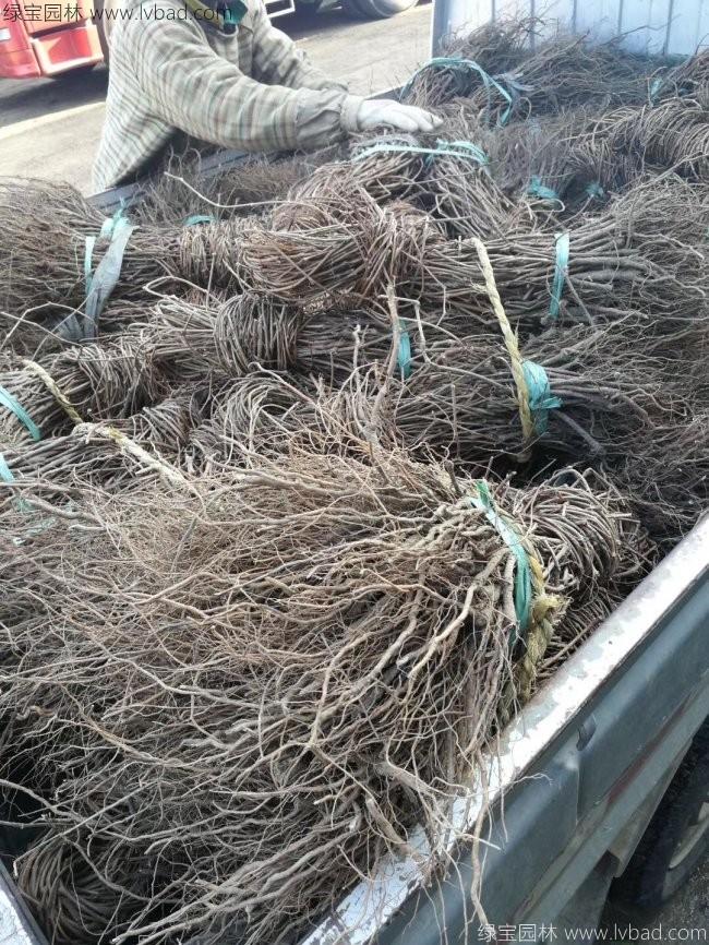 五葉地錦 五葉地錦