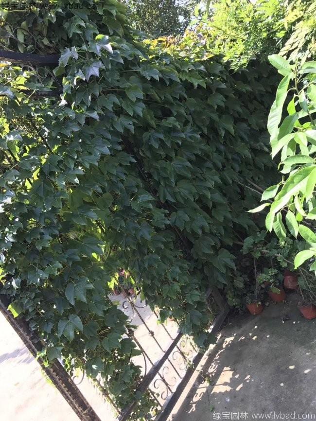 五葉地錦 五葉地錦